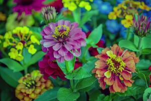 vibrante flores floreciente en jardín, remojo arriba el verano Brillo Solar foto