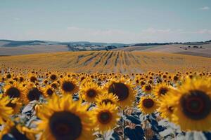 girasol campo extensión como lejos como el ojo cver, dorado seof pétalos balanceo en el verano brisa foto