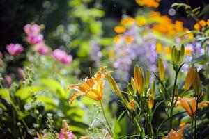 vibrante flores floreciente en jardín, remojo arriba el verano Brillo Solar foto