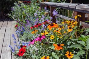 Vibrant flowers blooming in garden, soaking up the summer sunshine photo