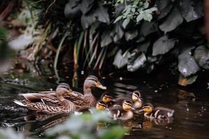 familia de patos nadando en estanque, patitos siguiendo cercanamente detrás, encantador escena de fauna silvestre foto