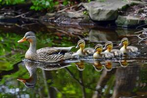 Family of ducks swimming in pond, ducklings following closely behind, charming scene of wildlife photo