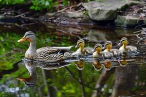 familia de patos nadando en estanque, patitos siguiendo cercanamente detrás, encantador escena de fauna silvestre foto