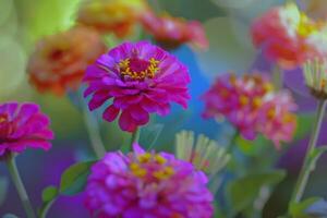 Vibrant flowers blooming in garden, soaking up the summer sunshine photo