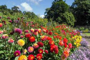 Vibrant flowers blooming in garden, soaking up the summer sunshine photo