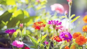 vibrante flores floreciente en jardín, remojo arriba el verano Brillo Solar foto