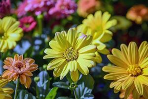 Vibrant flowers blooming in garden, soaking up the summer sunshine photo