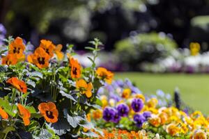 Vibrant flowers blooming in garden, soaking up the summer sunshine photo