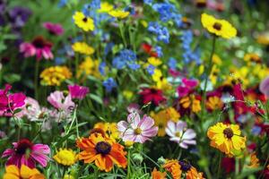 Vibrant flowers blooming in garden, soaking up the summer sunshine photo