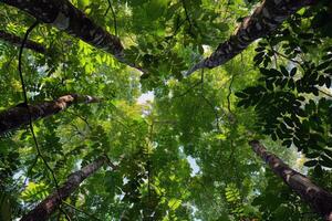 Canopy of trees providing shade for tranquil hike through lush forest, escaping the summer heat photo