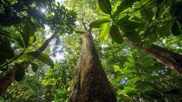 Canopy of trees providing shade for tranquil hike through lush forest, escaping the summer heat photo