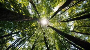 Canopy of trees providing shade for tranquil hike through lush forest, escaping the summer heat photo