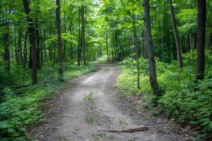 Canopy of trees providing shade for tranquil hike through lush forest, escaping the summer heat photo