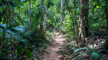 Canopy of trees providing shade for tranquil hike through lush forest, escaping the summer heat photo