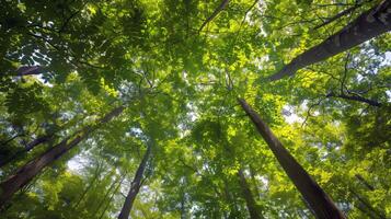 Canopy of trees providing shade for tranquil hike through lush forest, escaping the summer heat photo