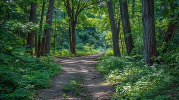 Canopy of trees providing shade for tranquil hike through lush forest, escaping the summer heat photo