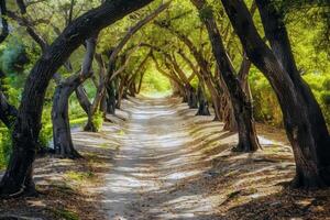 Canopy of trees providing shade for tranquil hike through lush forest, escaping the summer heat photo