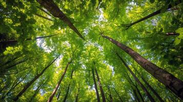 Canopy of trees providing shade for tranquil hike through lush forest, escaping the summer heat photo