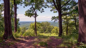 Canopy of trees providing shade for tranquil hike through lush forest, escaping the summer heat photo