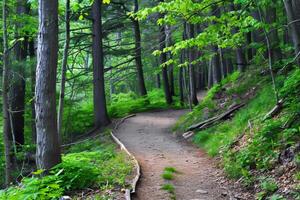 Canopy of trees providing shade for tranquil hike through lush forest, escaping the summer heat photo