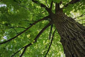 Canopy of trees providing shade for tranquil hike through lush forest, escaping the summer heat photo