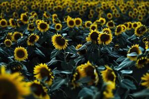 Field of sunflowers swaying gently in the breeze, their bright yellow petals turned towards the sun photo