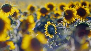 campo de girasoles balanceo suavemente en el brisa, su brillante amarillo pétalos convertido hacia el Dom foto