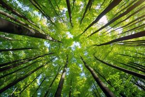 Canopy of trees providing shade for tranquil hike through lush forest, escaping the summer heat photo