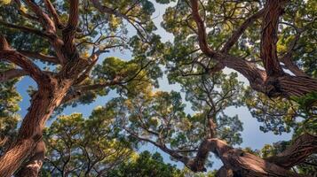 Canopy of trees providing shade for tranquil hike through lush forest, escaping the summer heat photo