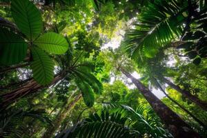 Canopy of trees providing shade for tranquil hike through lush forest, escaping the summer heat photo