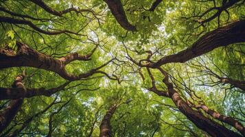 Canopy of trees providing shade for tranquil hike through lush forest, escaping the summer heat photo