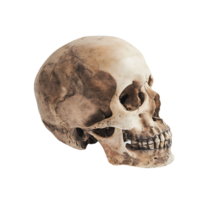 side view of human skull on transparent background png