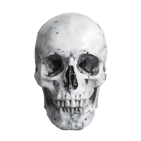 front view of human skull on transparent background png