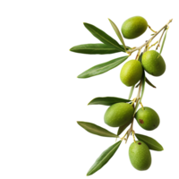 Ast von Olive Baum mit Grün Oliven und Blätter auf transparent Hintergrund png