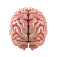 3d top view of human brain on transparent background png