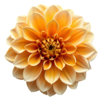 Yellow dahlia flower. Yellow dahlia flower top view. Dahlia flower flat lay isolated. Summertime flower bloom png