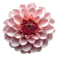 Pink dahlia flower. Pink dahlia flower top view. Dahlia flower flat lay isolated. Summertime flower bloom png