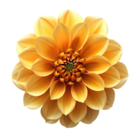 Yellow dahlia flower. Yellow dahlia flower top view. Dahlia flower flat lay isolated. Summertime flower bloom png