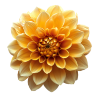 Yellow dahlia flower. Yellow dahlia flower top view. Dahlia flower flat lay isolated. Summertime flower bloom png