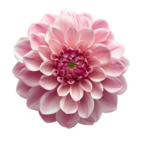 Pink dahlia flower. Pink dahlia flower top view. Dahlia flower flat lay isolated. Summertime flower bloom png