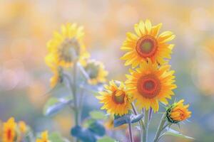 Field of sunflowers swaying gently in the breeze, their bright yellow petals turned towards the sun photo