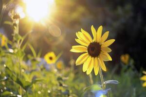 Field of sunflowers swaying gently in the breeze, their bright yellow petals turned towards the sun photo