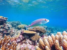 Fish is swimming among the coral reef photo