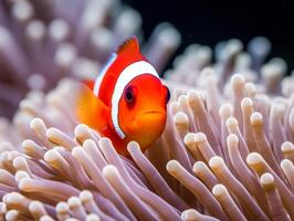 Fish is swimming among the coral reef photo