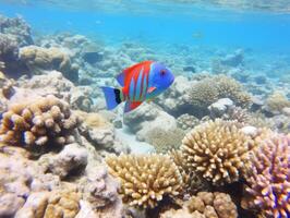 Fish is swimming among the coral reef photo