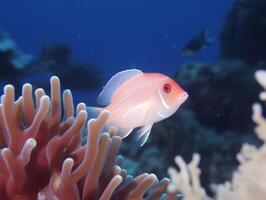 pescado es nadando entre el coral arrecife foto