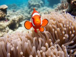 Fish is swimming among the coral reef photo