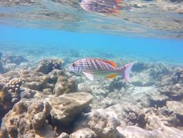 Fish is swimming among the coral reef photo