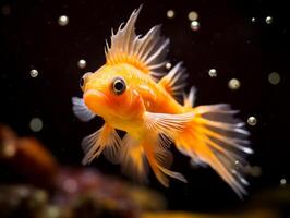 Fish is swimming among the coral reef photo