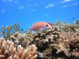 pescado es nadando entre el coral arrecife foto